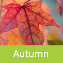 Sweet Gum Liquidambar Styraciflua Autumn Leaf